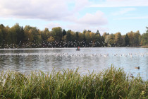 gatchina_osen_05