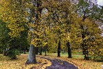 Высадка деревьев в Гатчине