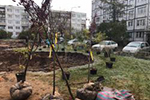 жители Гатчины высадили деревья на Куприна