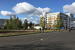 Сосновая аллея