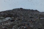 Заявка на экологический митинг в Гатчине