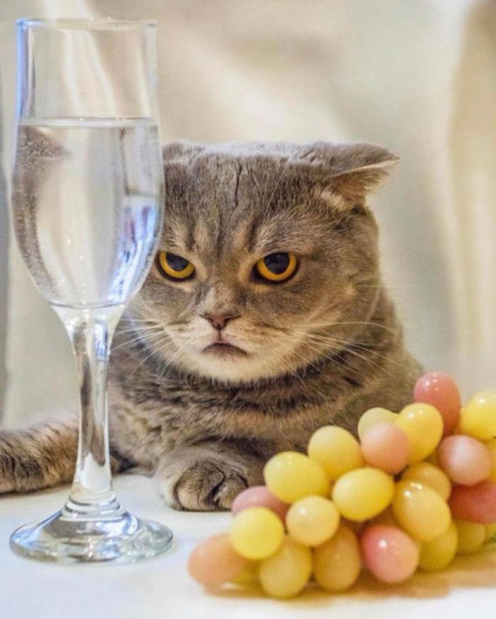 Кошачий завтрак Покормить кошку с утра